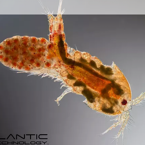 Pablo Martínez's picture